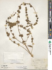 Buddleja sessiliflora image