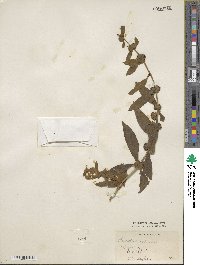 Buddleja sessiliflora image