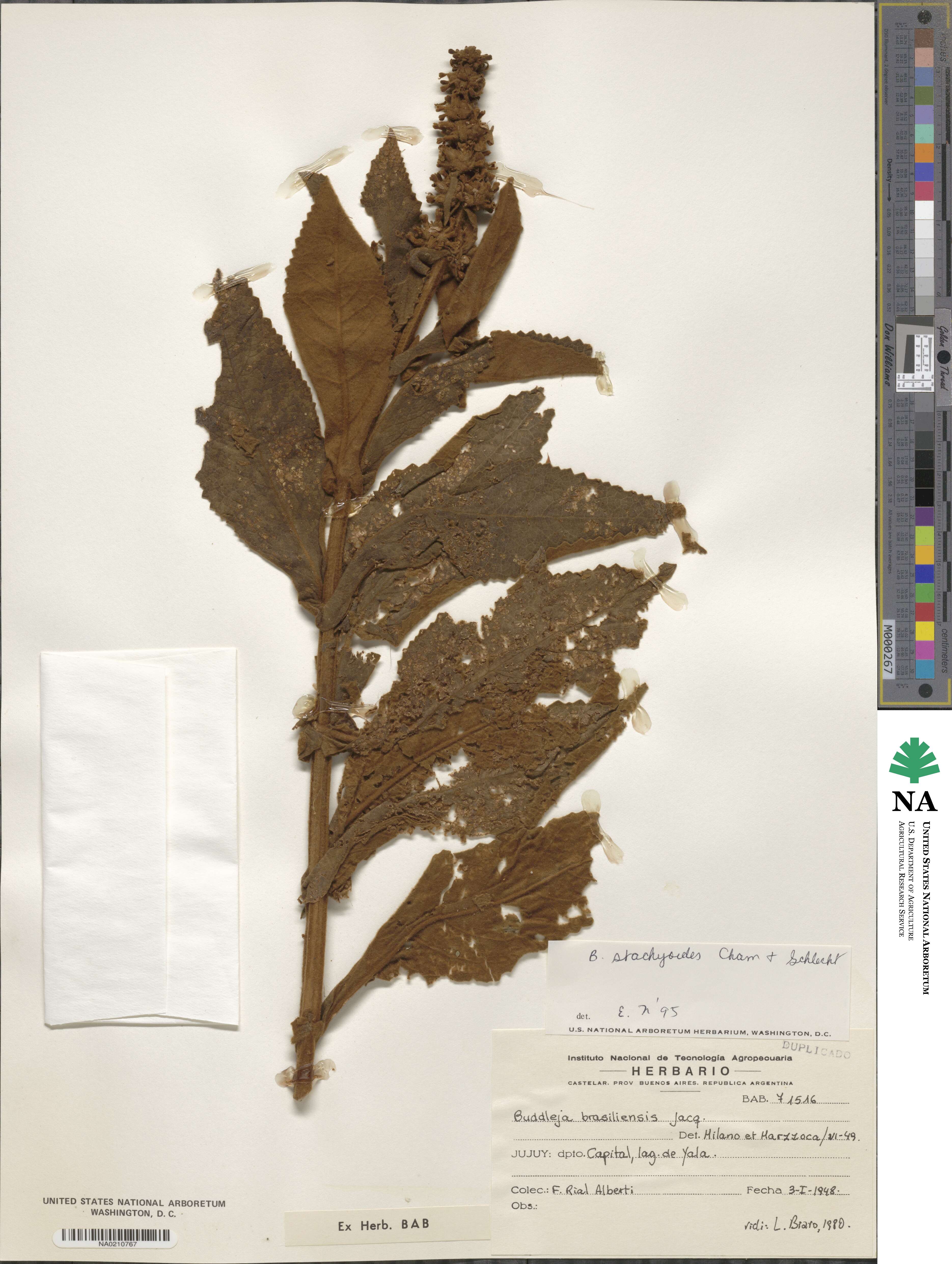 Buddleja stachyoides image
