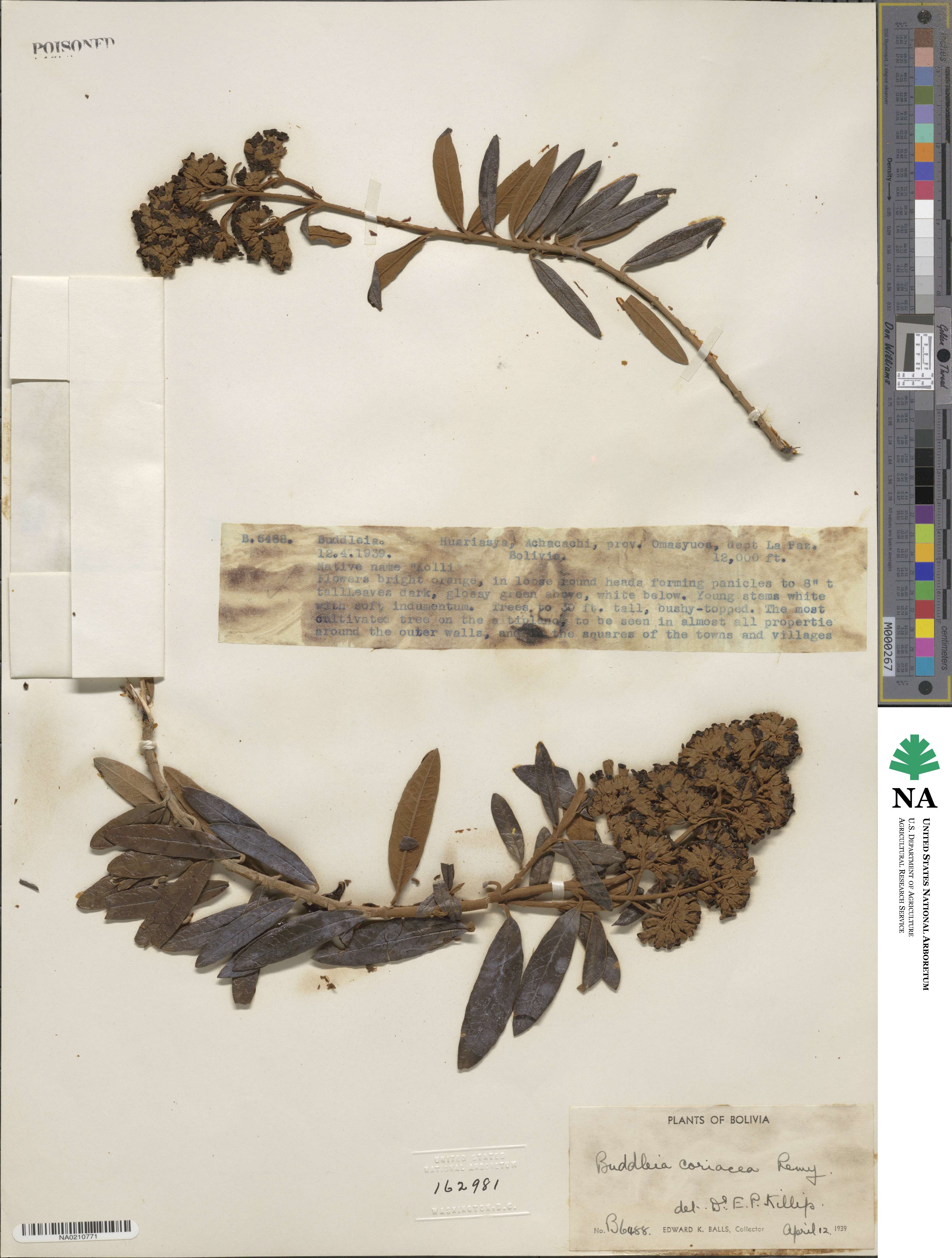 Buddleja coriacea image