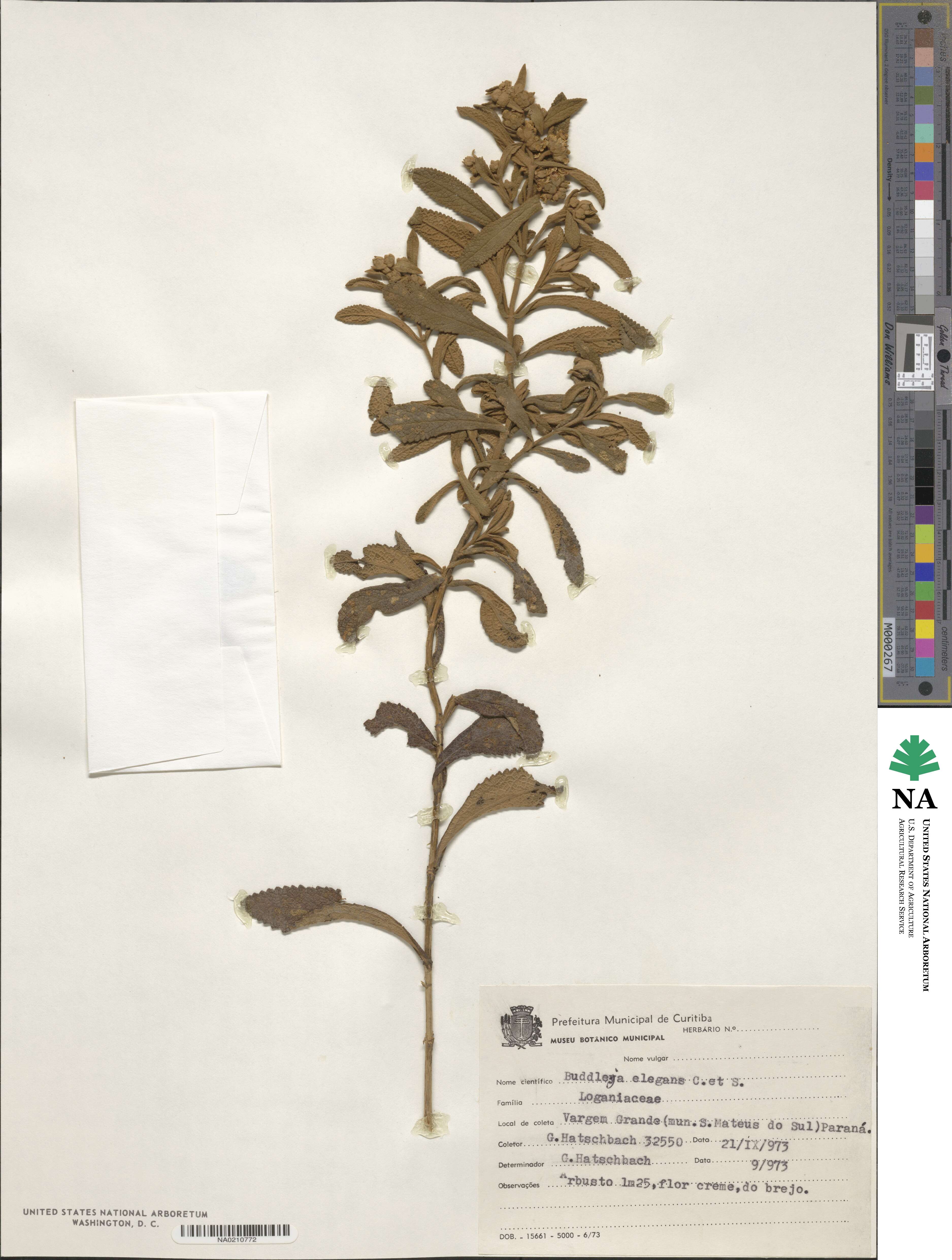 Buddleja elegans image