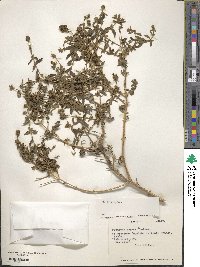 Buddleja suaveolens image