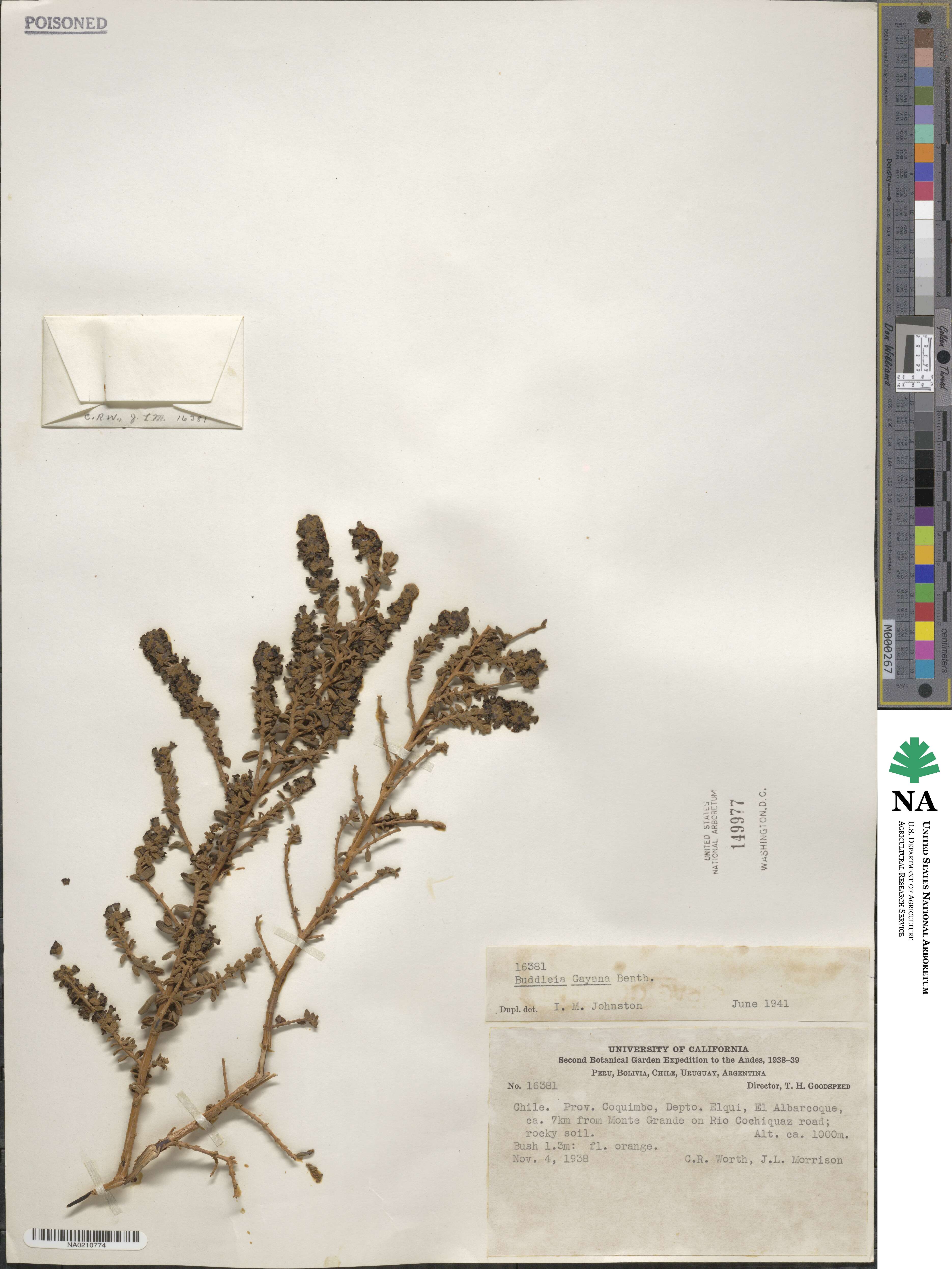 Buddleja suaveolens image