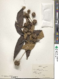 Buddleja globosa image