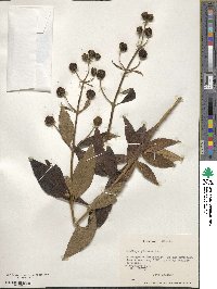 Buddleja globosa image