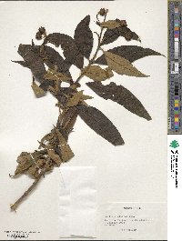 Buddleja globosa image