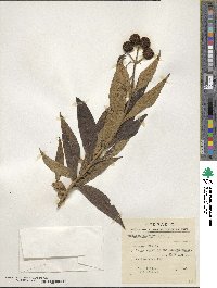 Buddleja globosa image