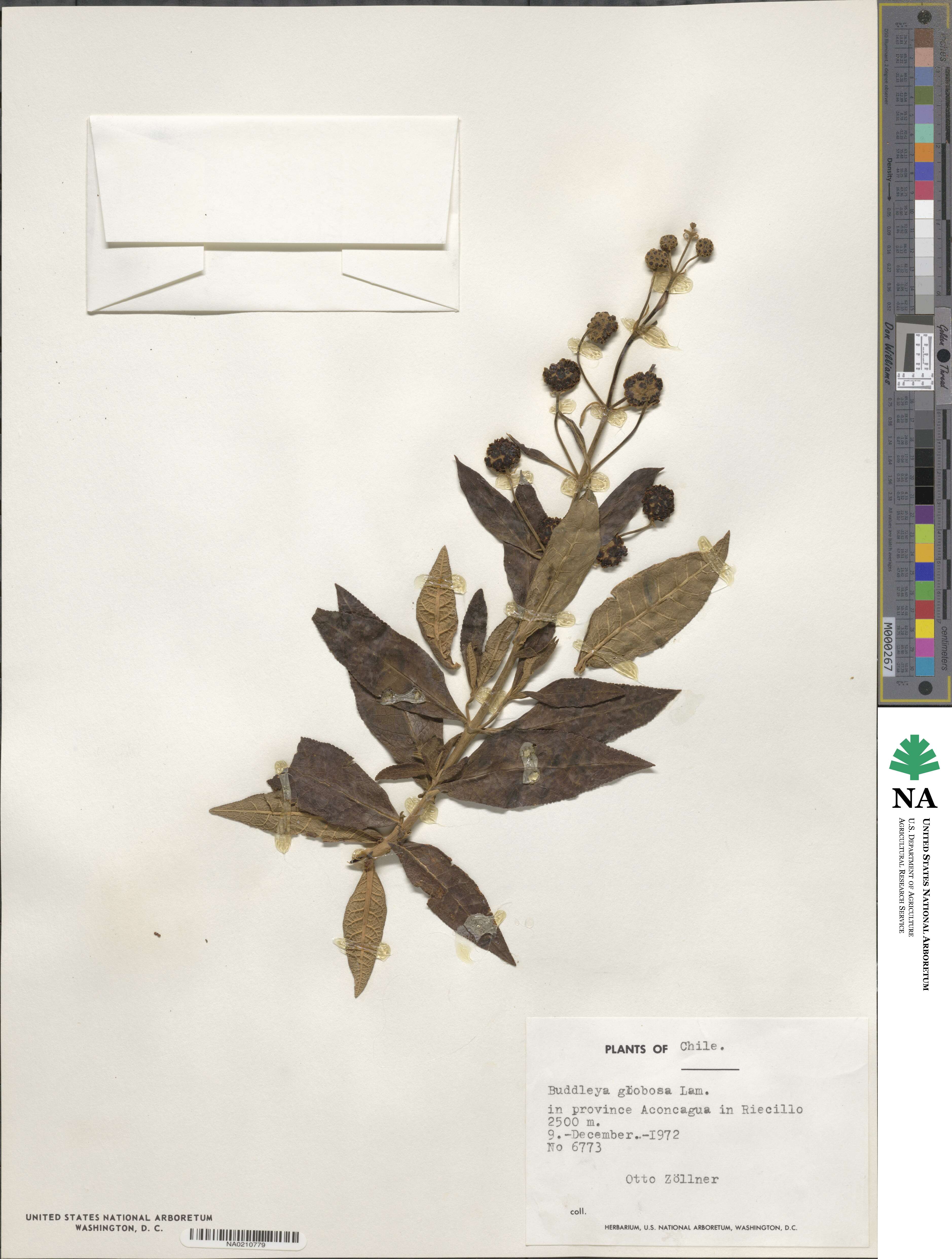 Buddleja globosa image