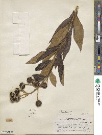 Buddleja globosa image