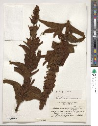 Image of Buddleja grandiflora
