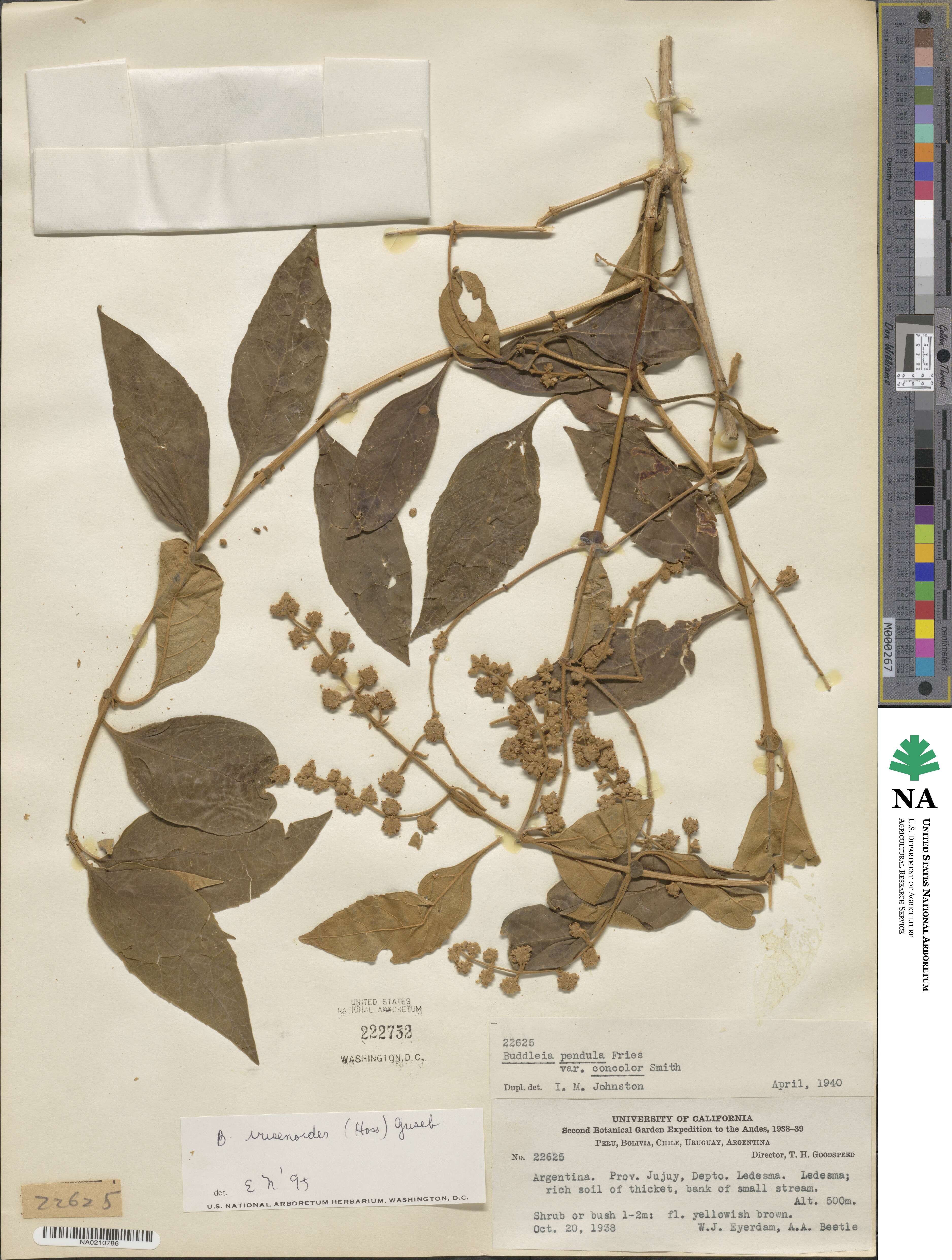 Buddleja iresinoides image