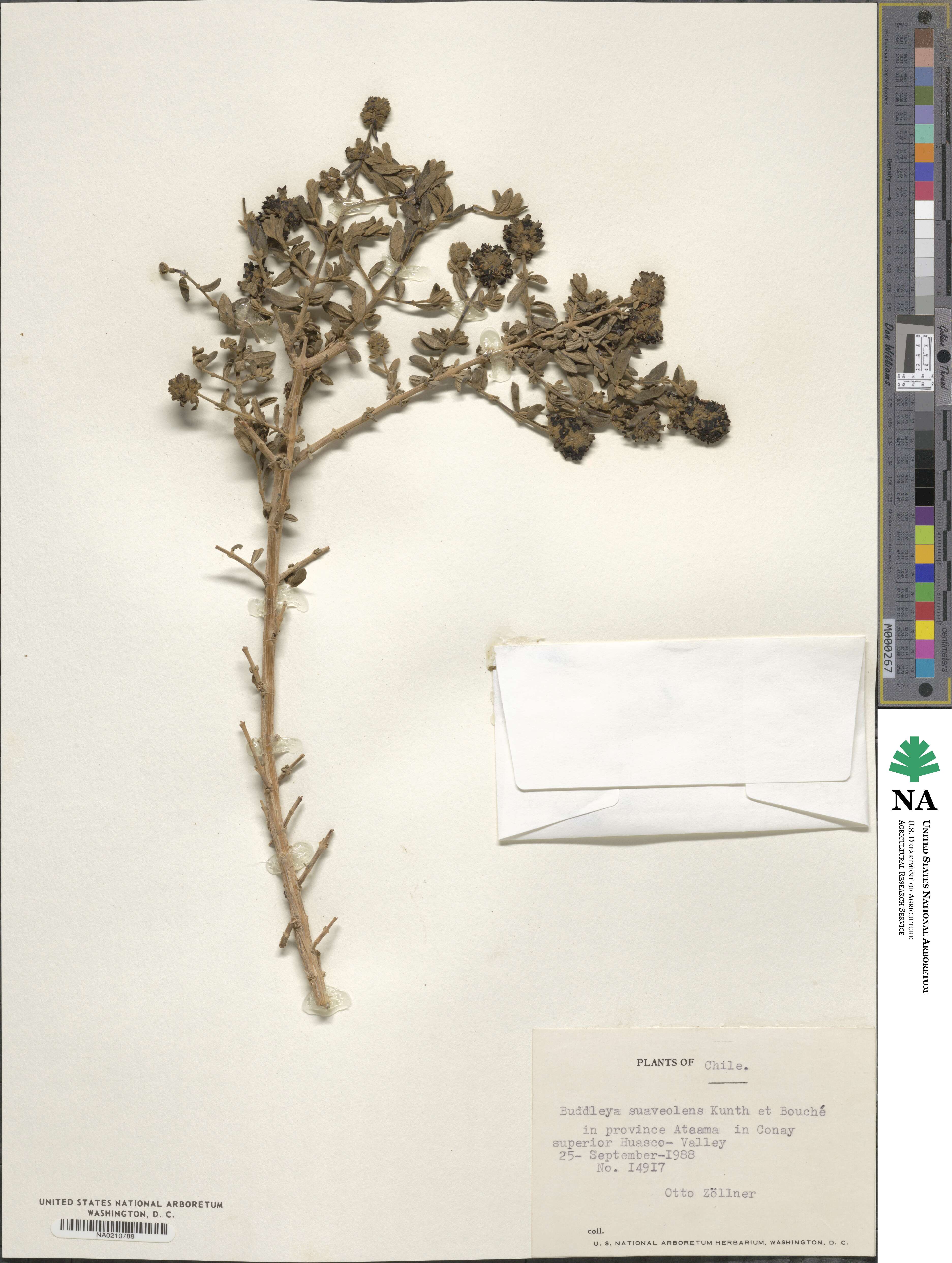 Buddleja suaveolens image