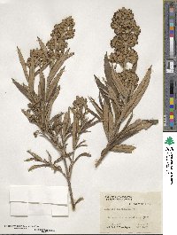 Buddleja thyrsoides image