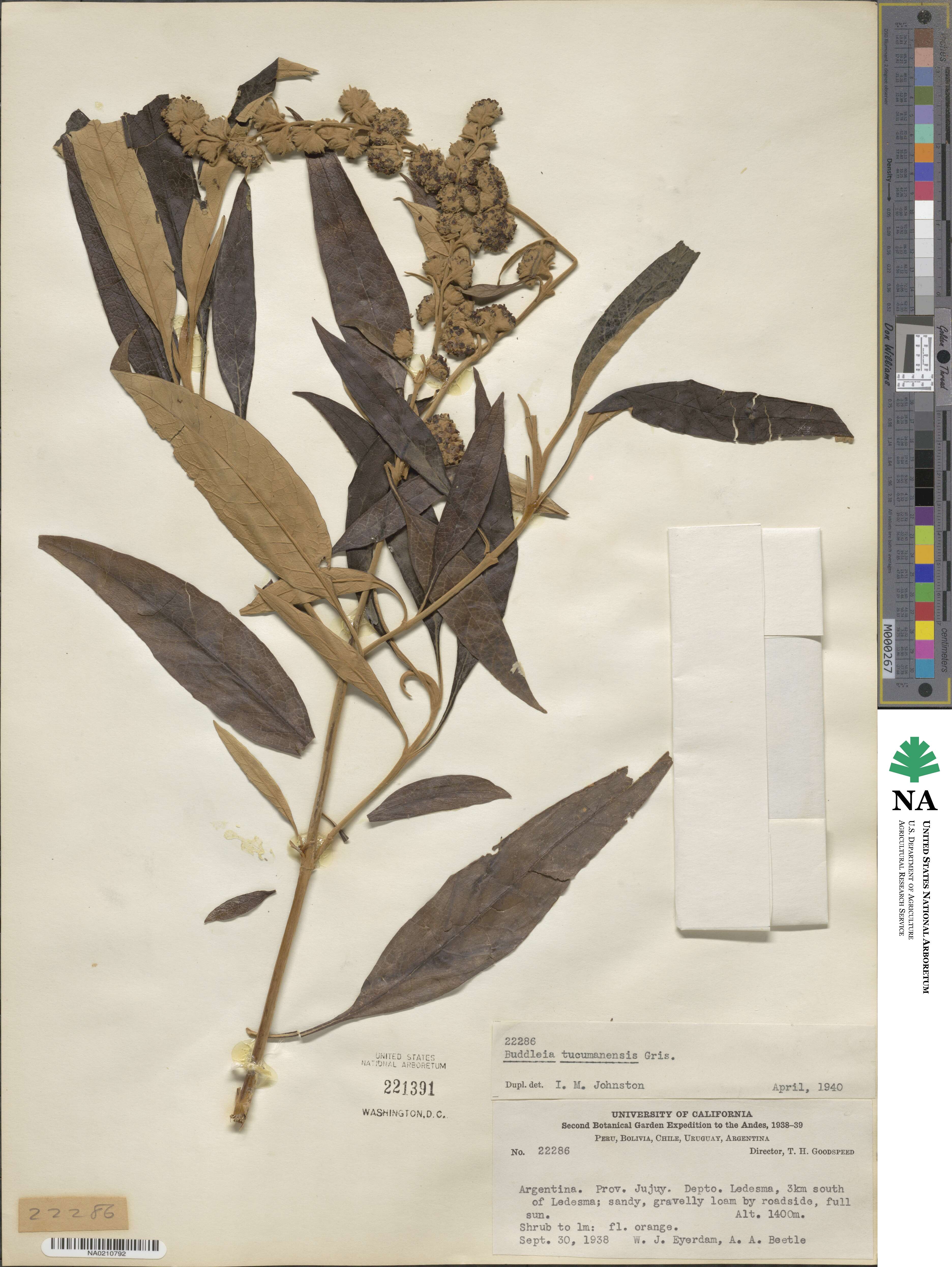 Buddleja tucumanensis image
