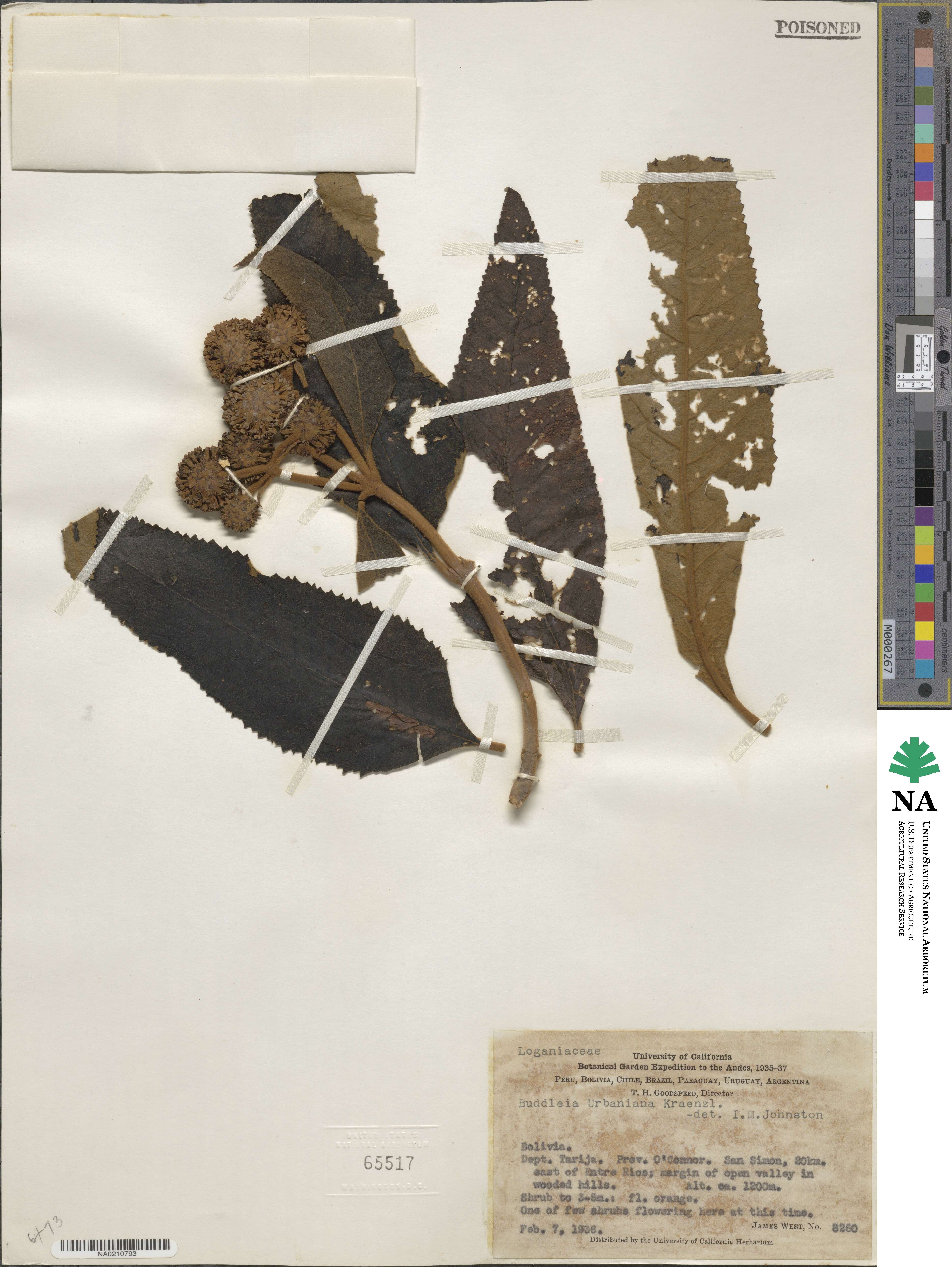 Buddleja anchoensis image