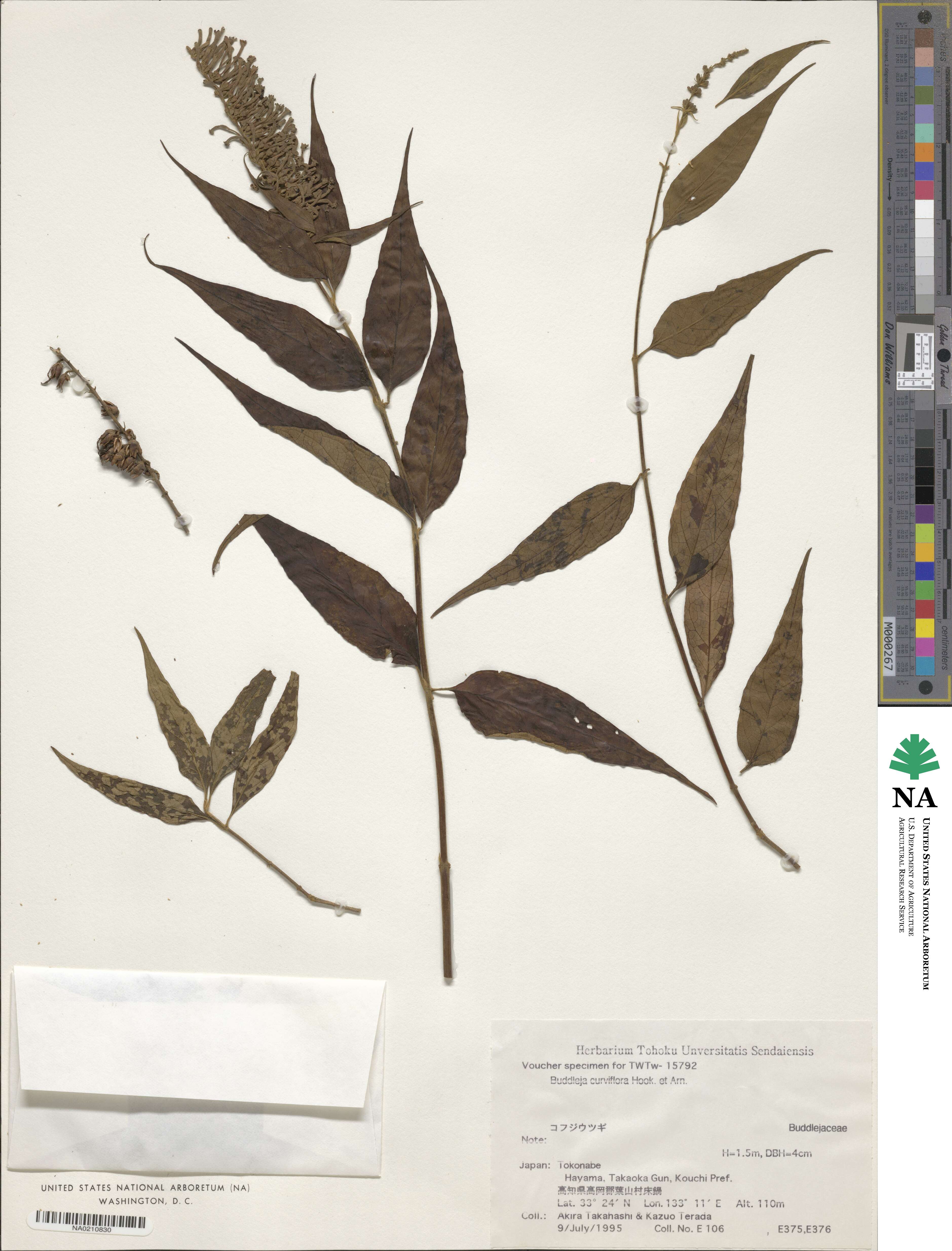Buddleja curviflora image