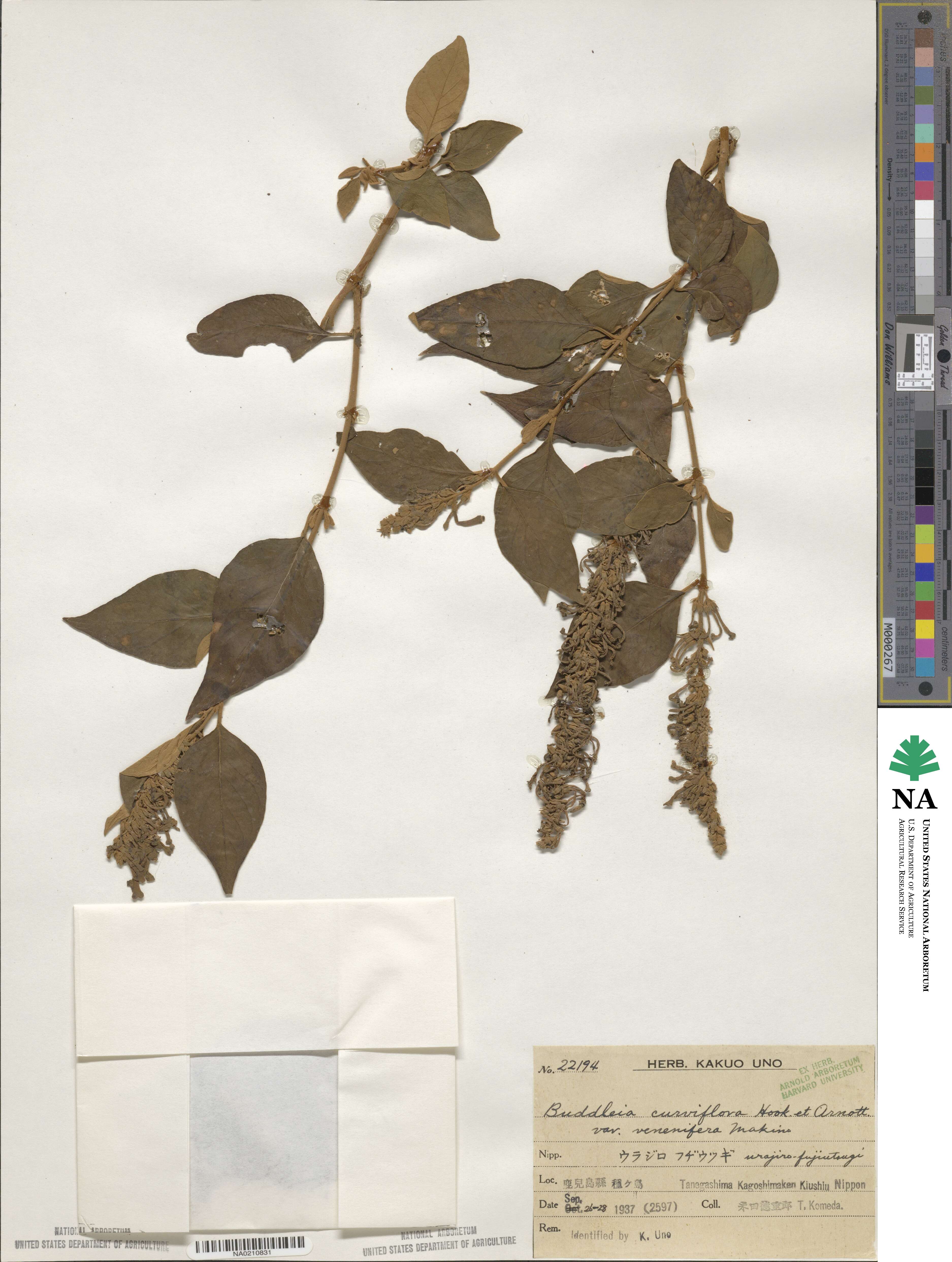 Buddleja curviflora image