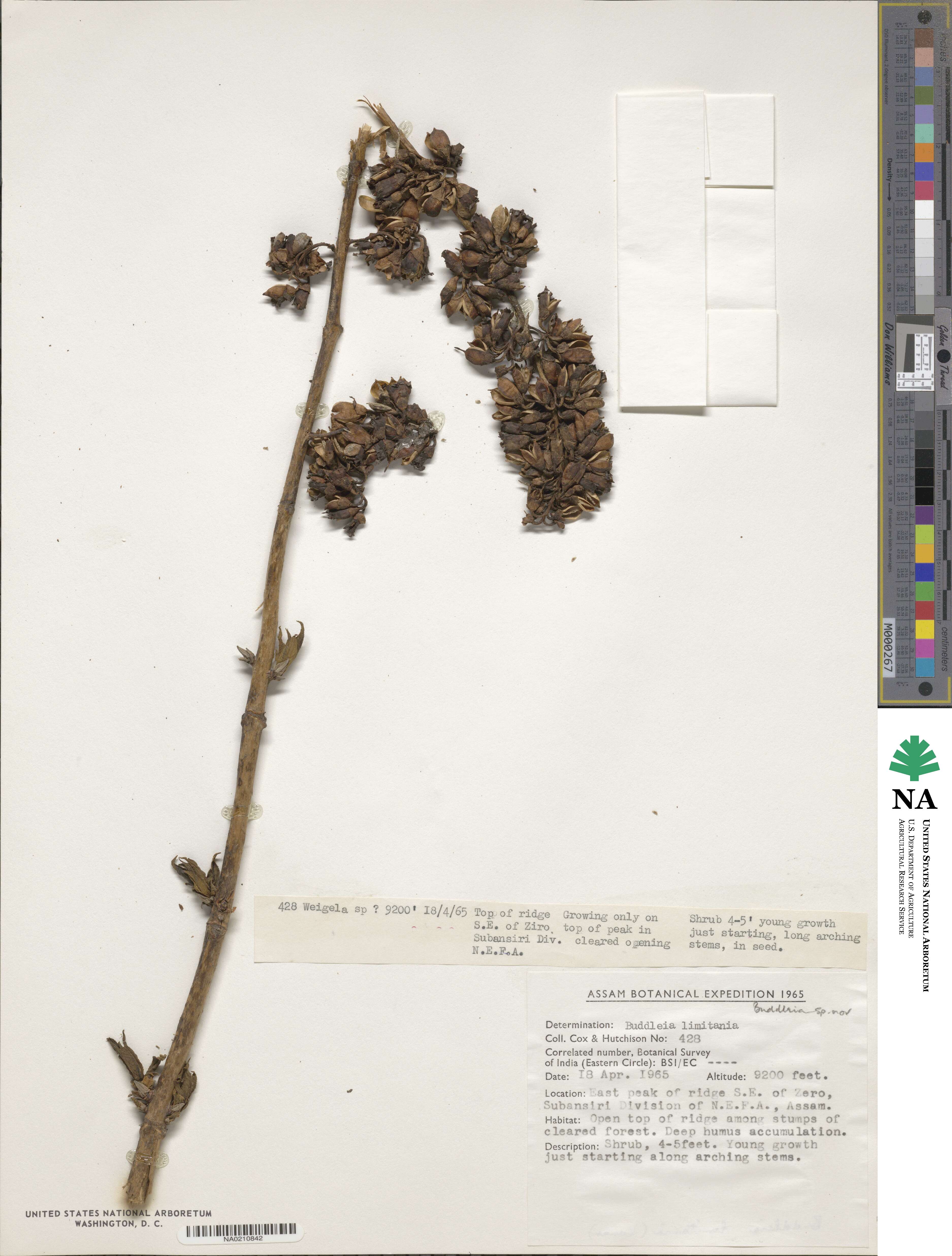 Buddleja forrestii image
