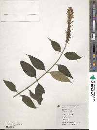 Buddleja lindleyana image