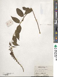 Buddleja lindleyana image