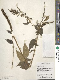 Buddleja lindleyana image