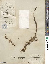 Buddleja lindleyana image