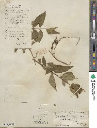 Buddleja lindleyana image