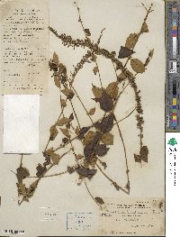 Buddleja lindleyana image