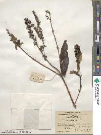 Buddleja lindleyana image