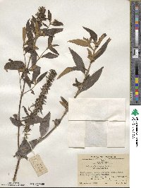 Buddleja lindleyana image