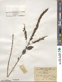 Buddleja lindleyana image