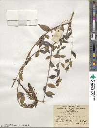 Buddleja lindleyana image
