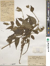Buddleja lindleyana image