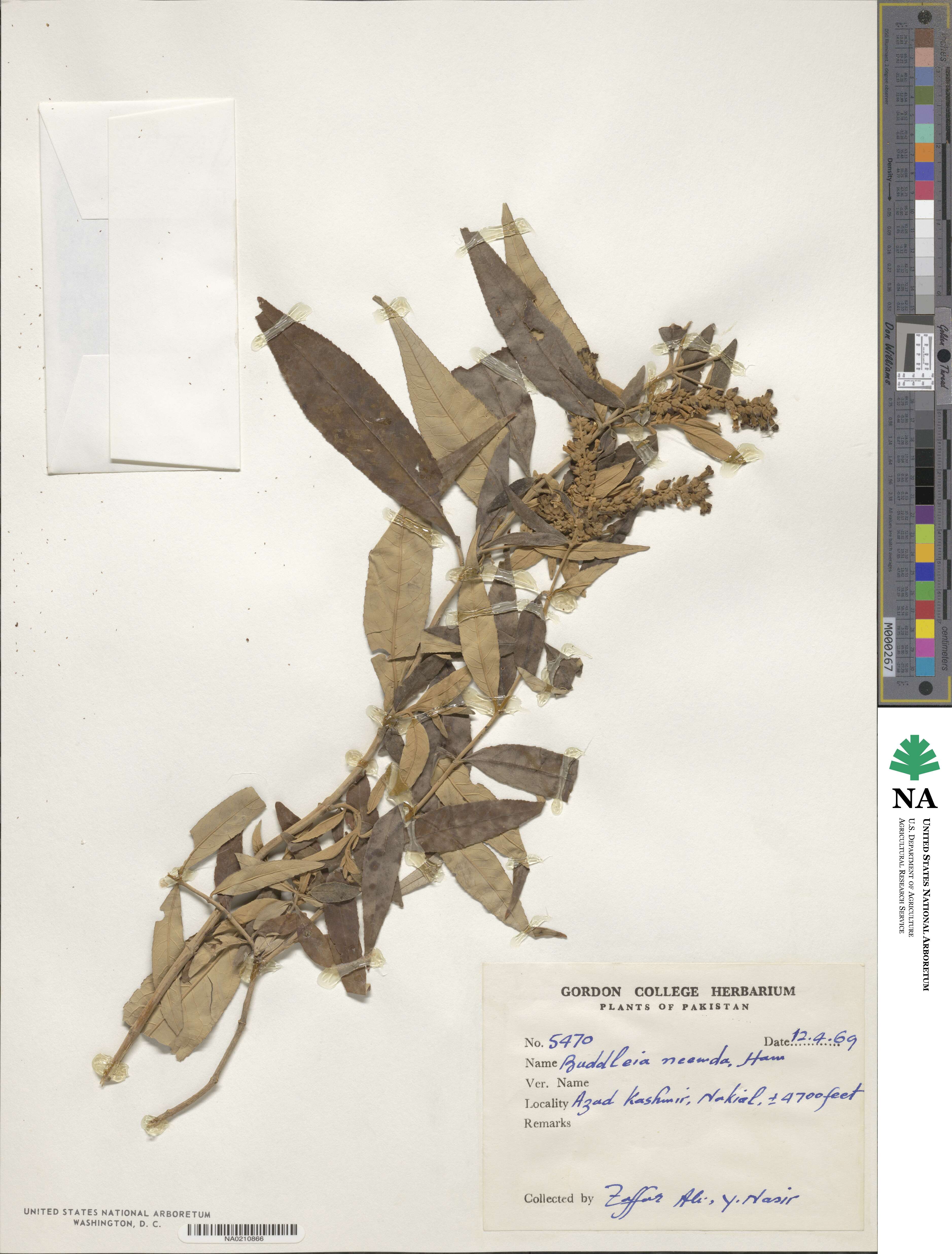 Buddleja neemda image