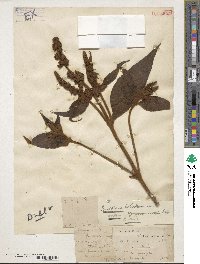 Buddleja nivea image