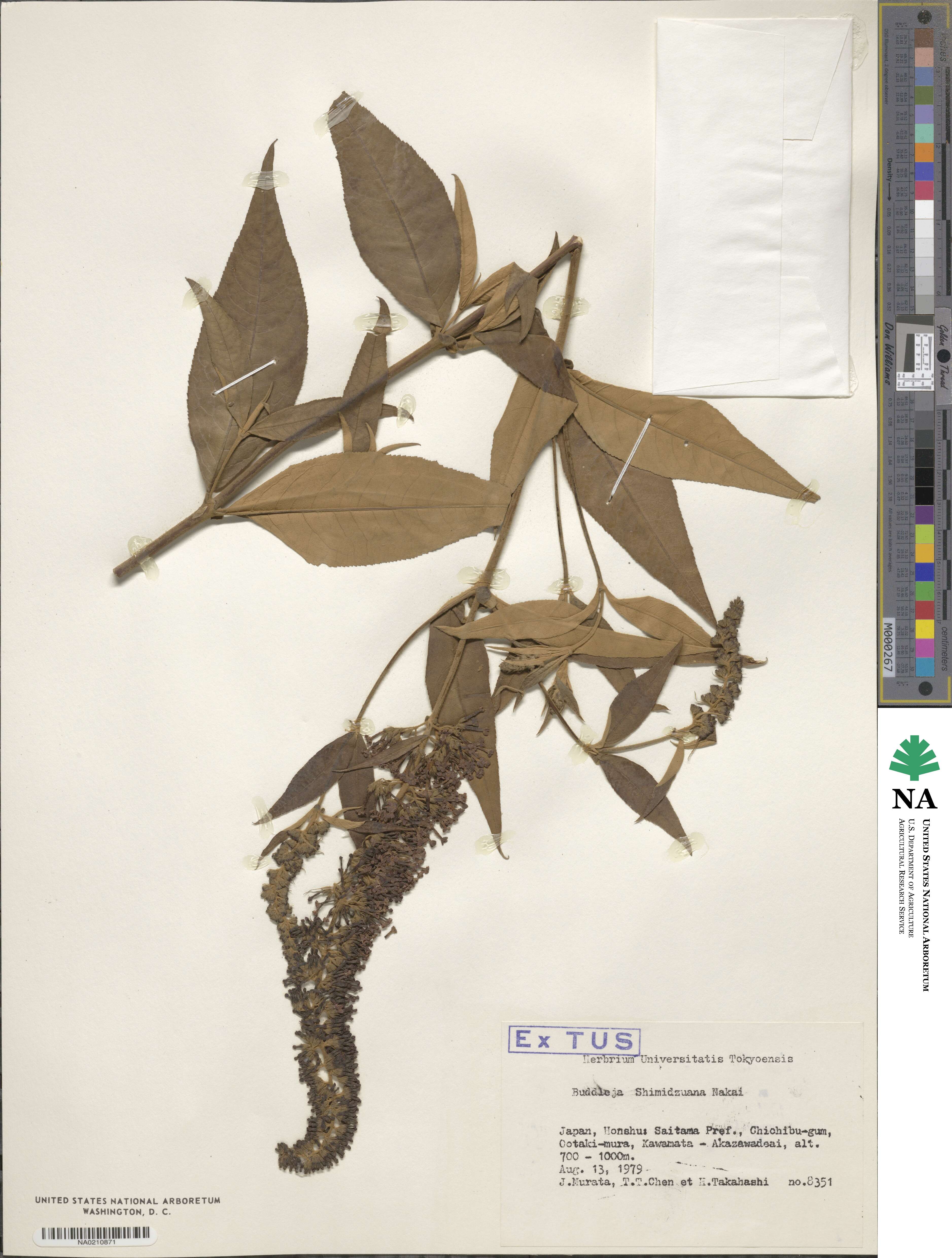 Buddleja davidii image