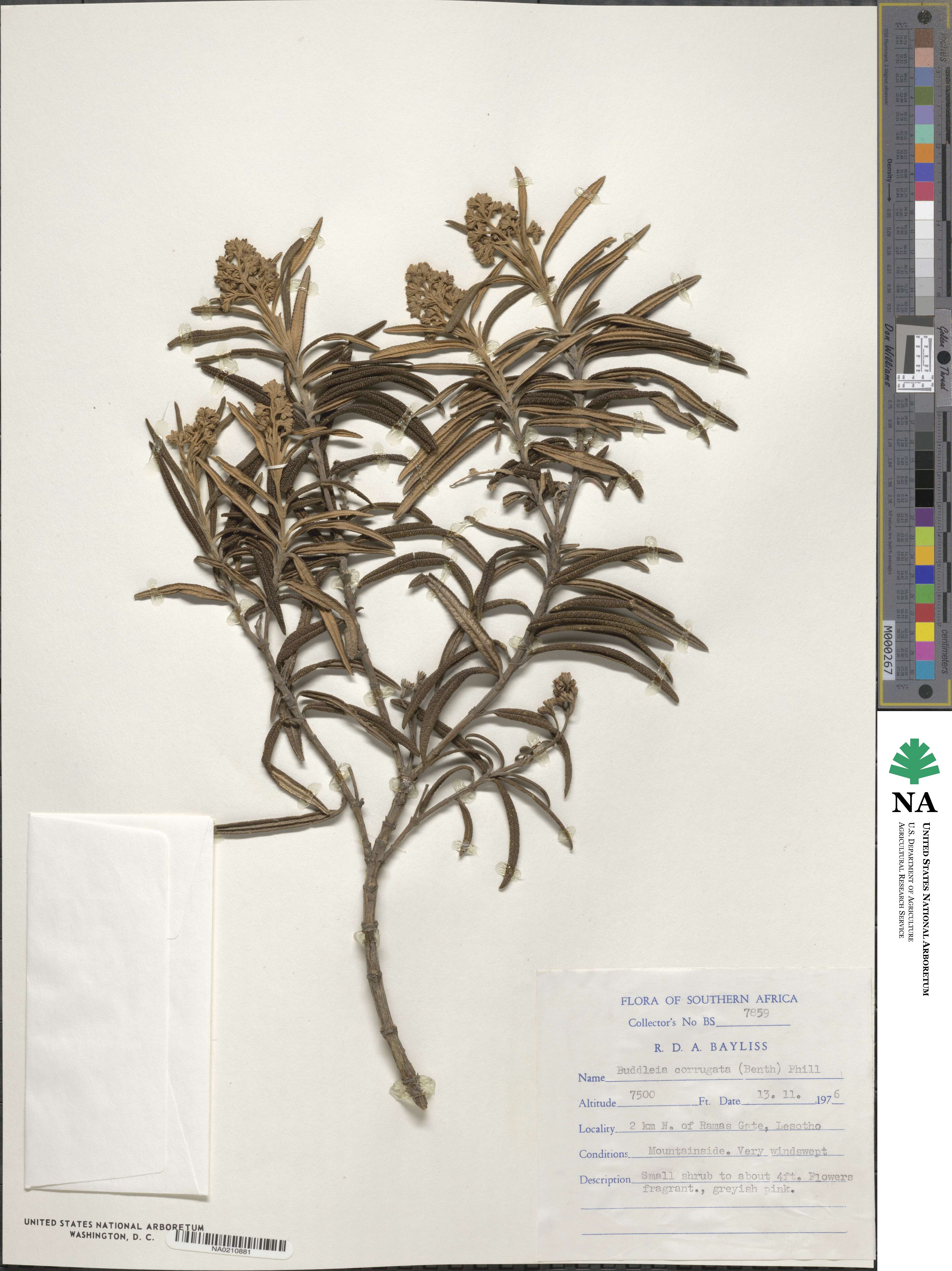 Buddleja corrugata image