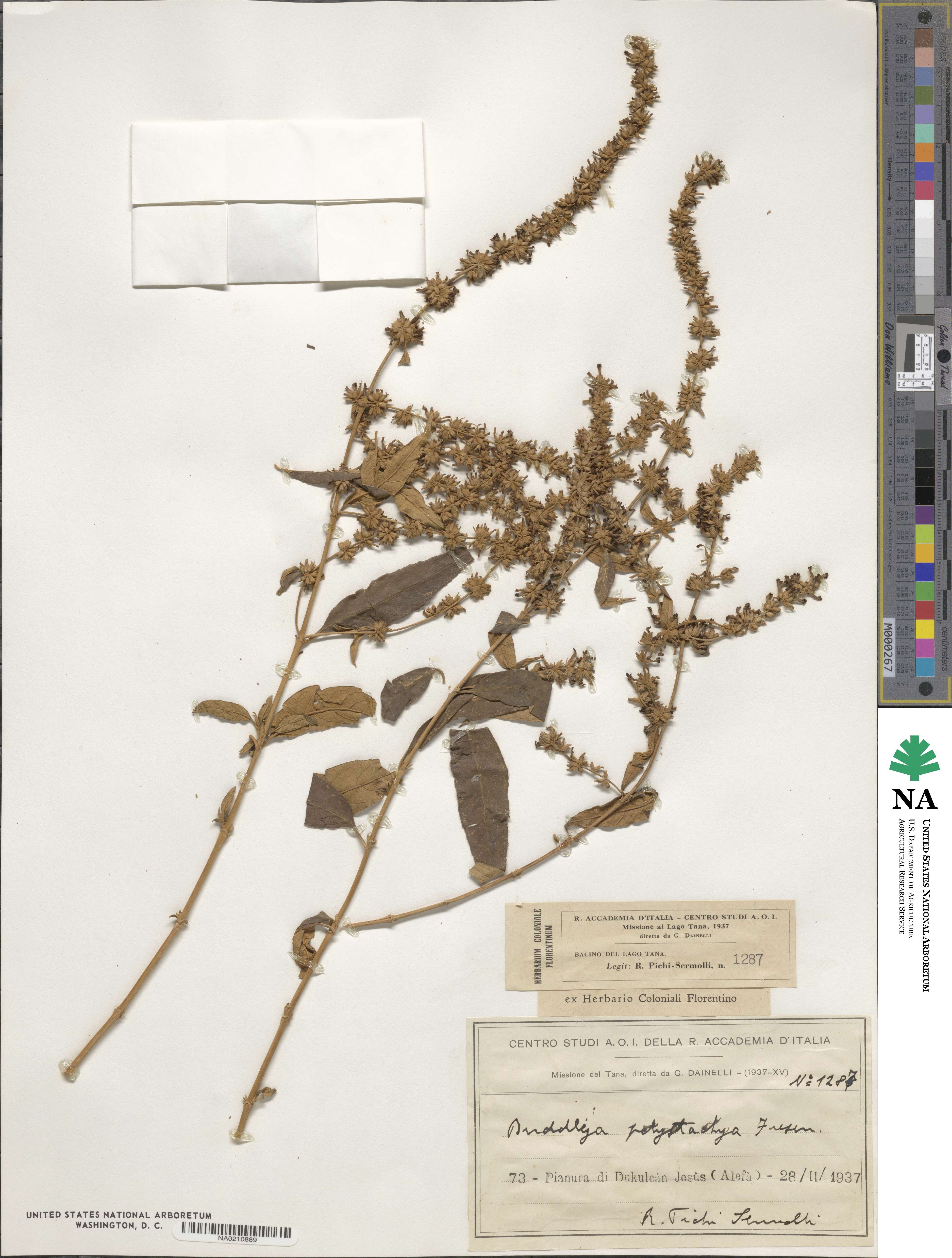 Buddleja polystachya image