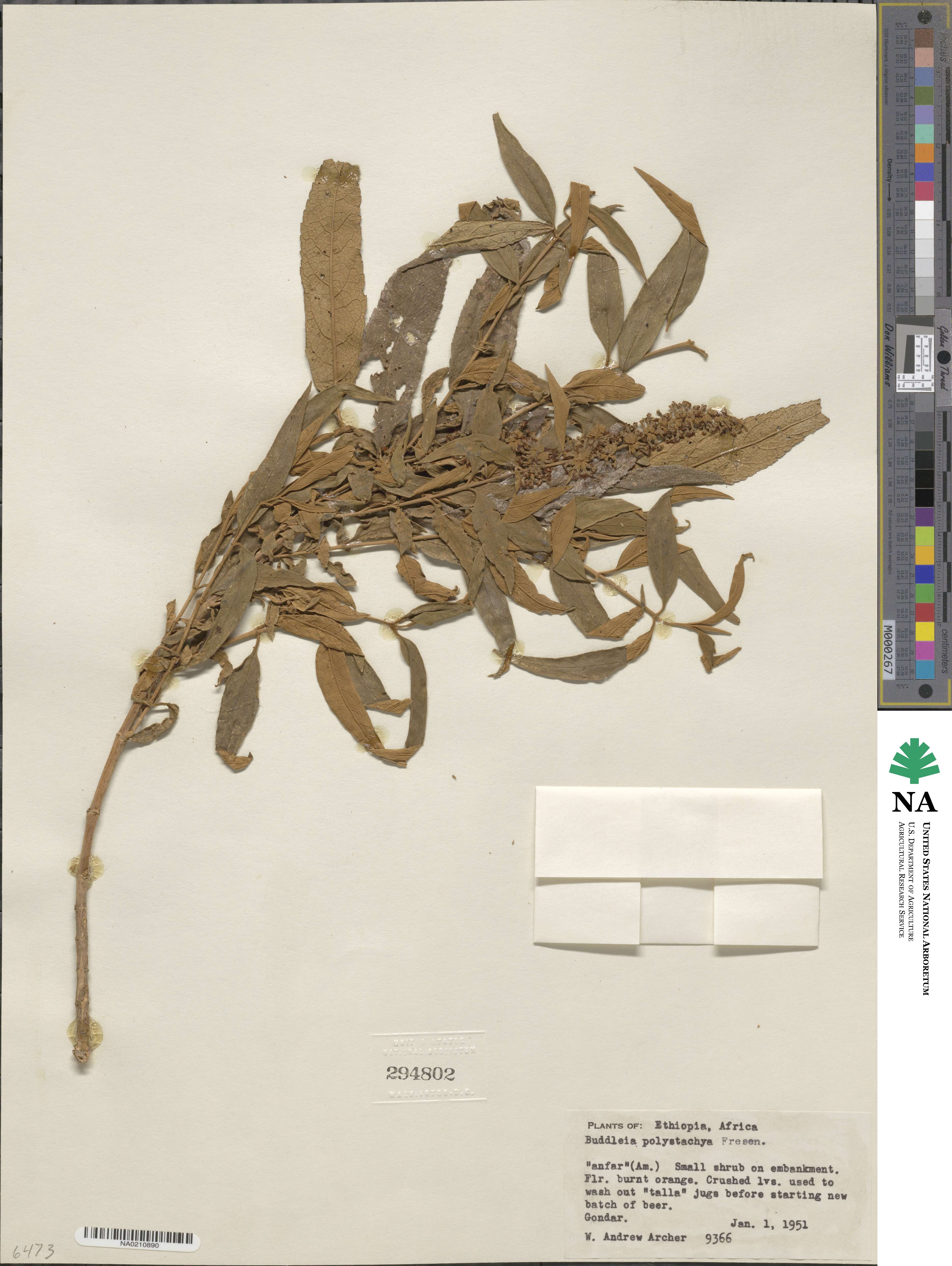 Buddleja polystachya image