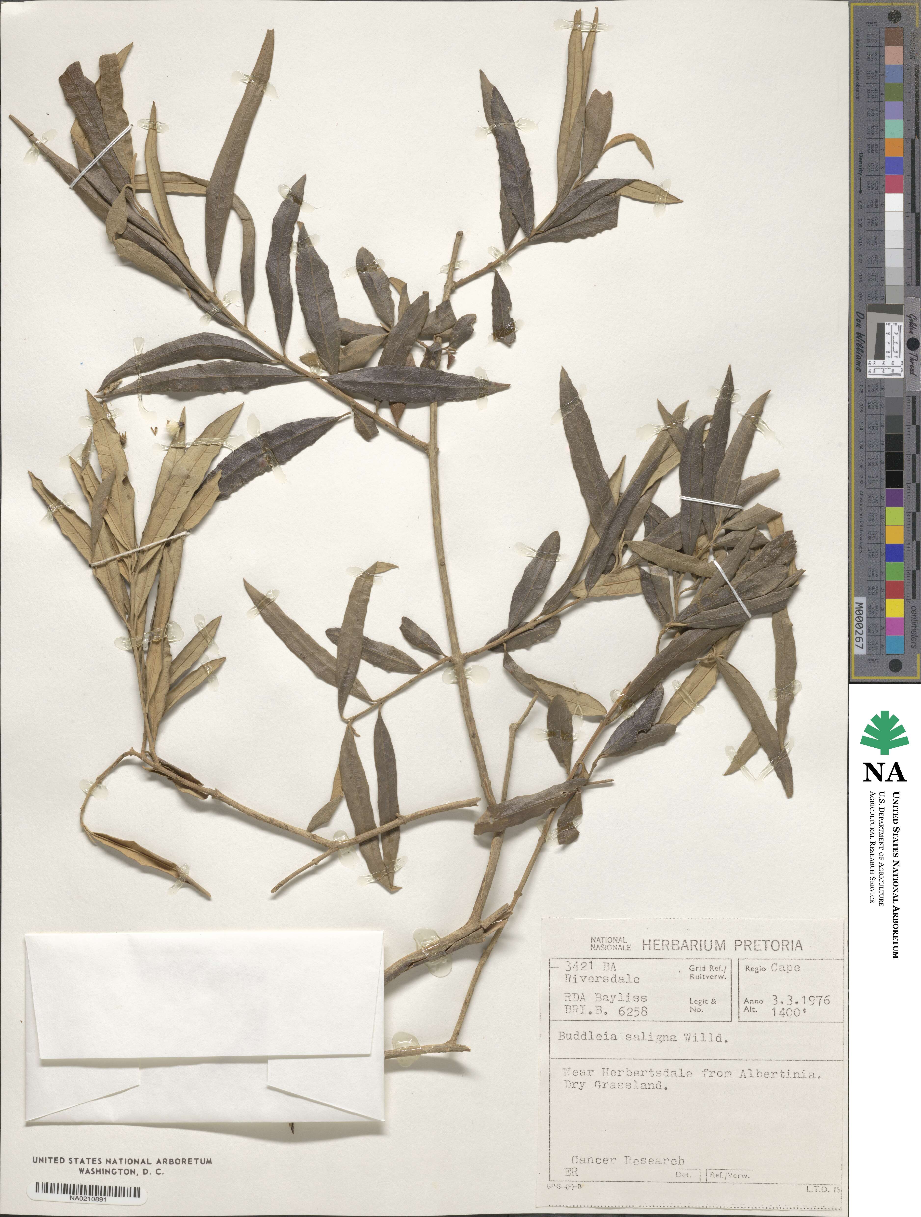 Buddleja saligna image