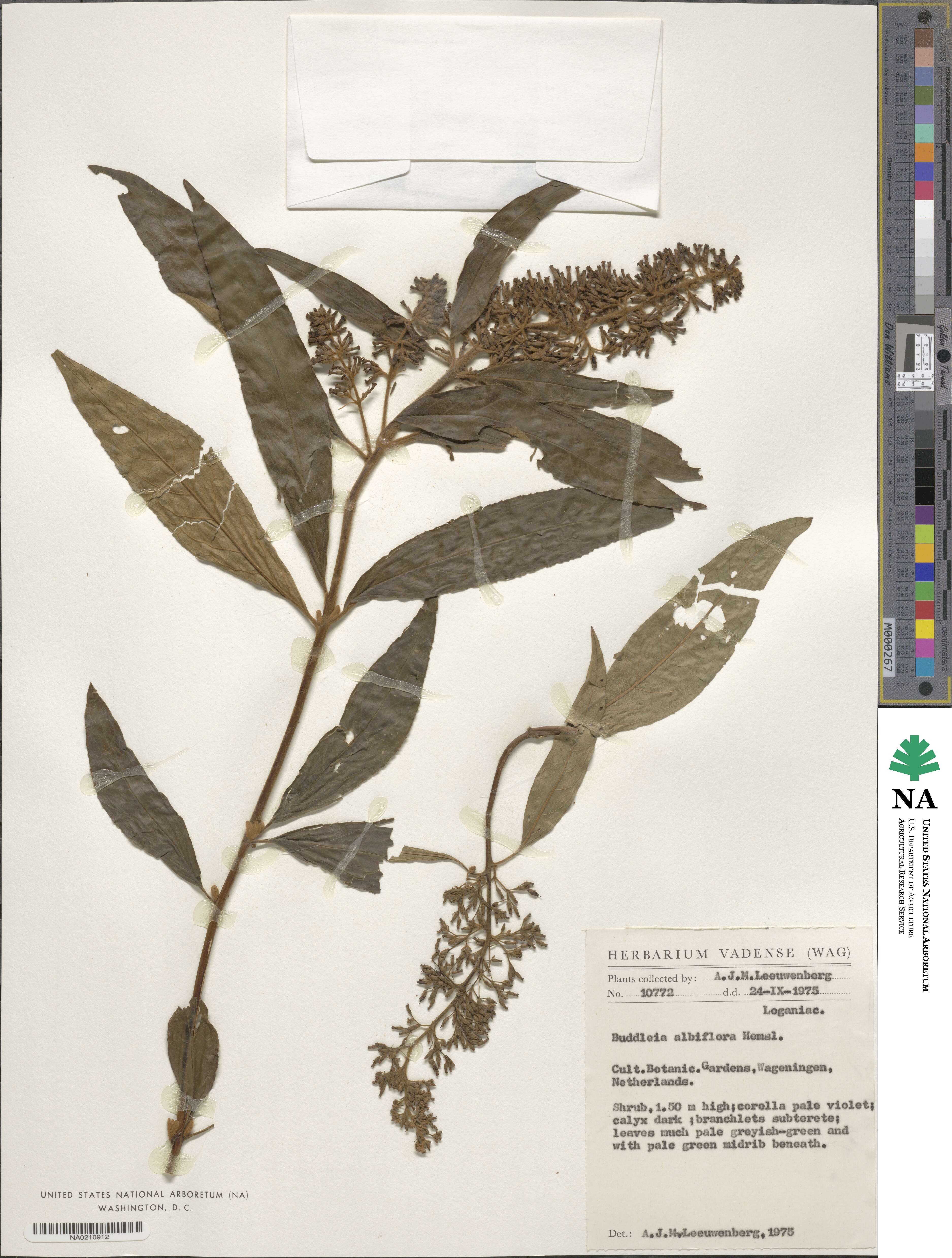 Buddleja albiflora image