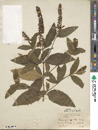 Buddleja albiflora image