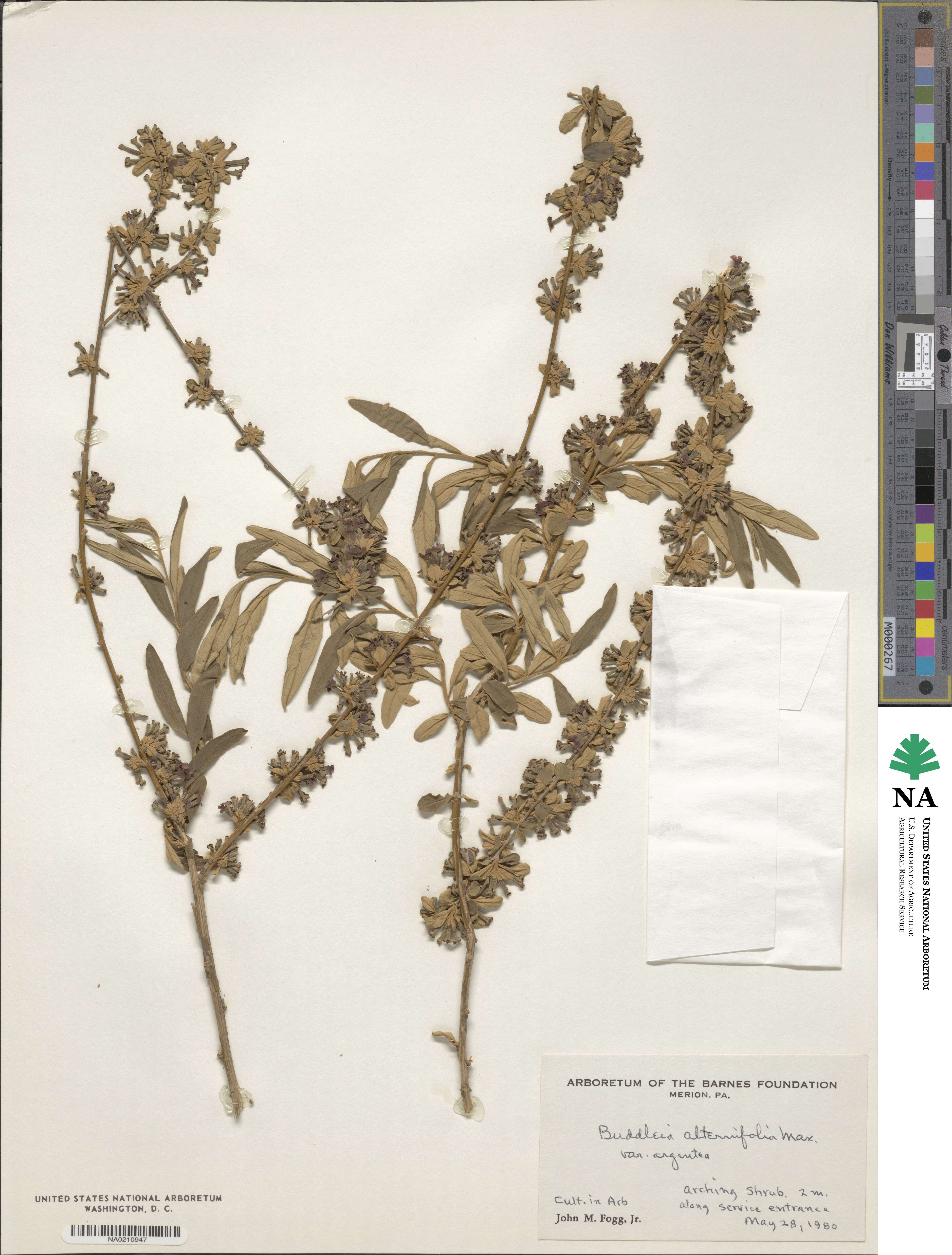 Buddleja alternifolia image