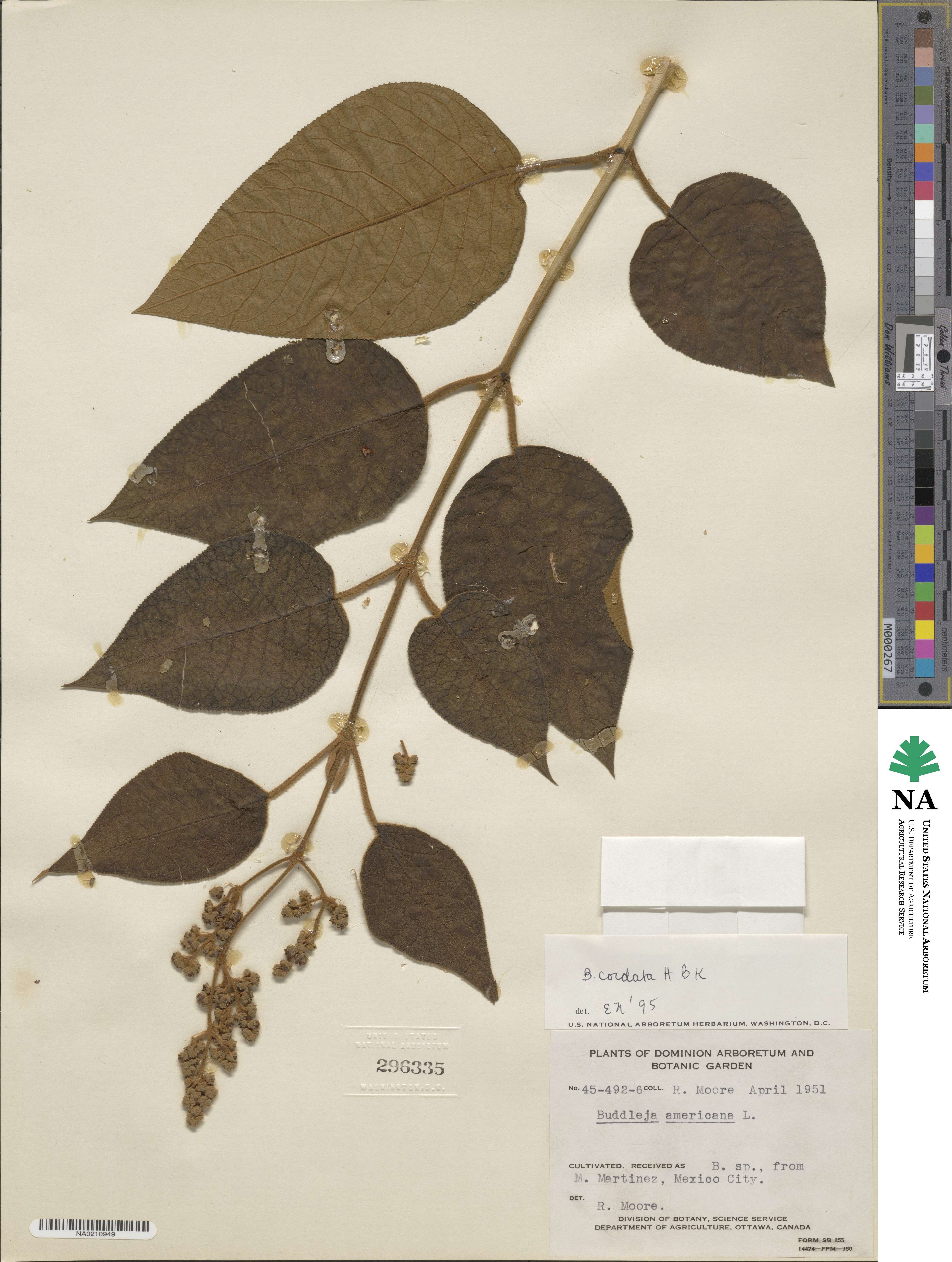 Buddleja americana image