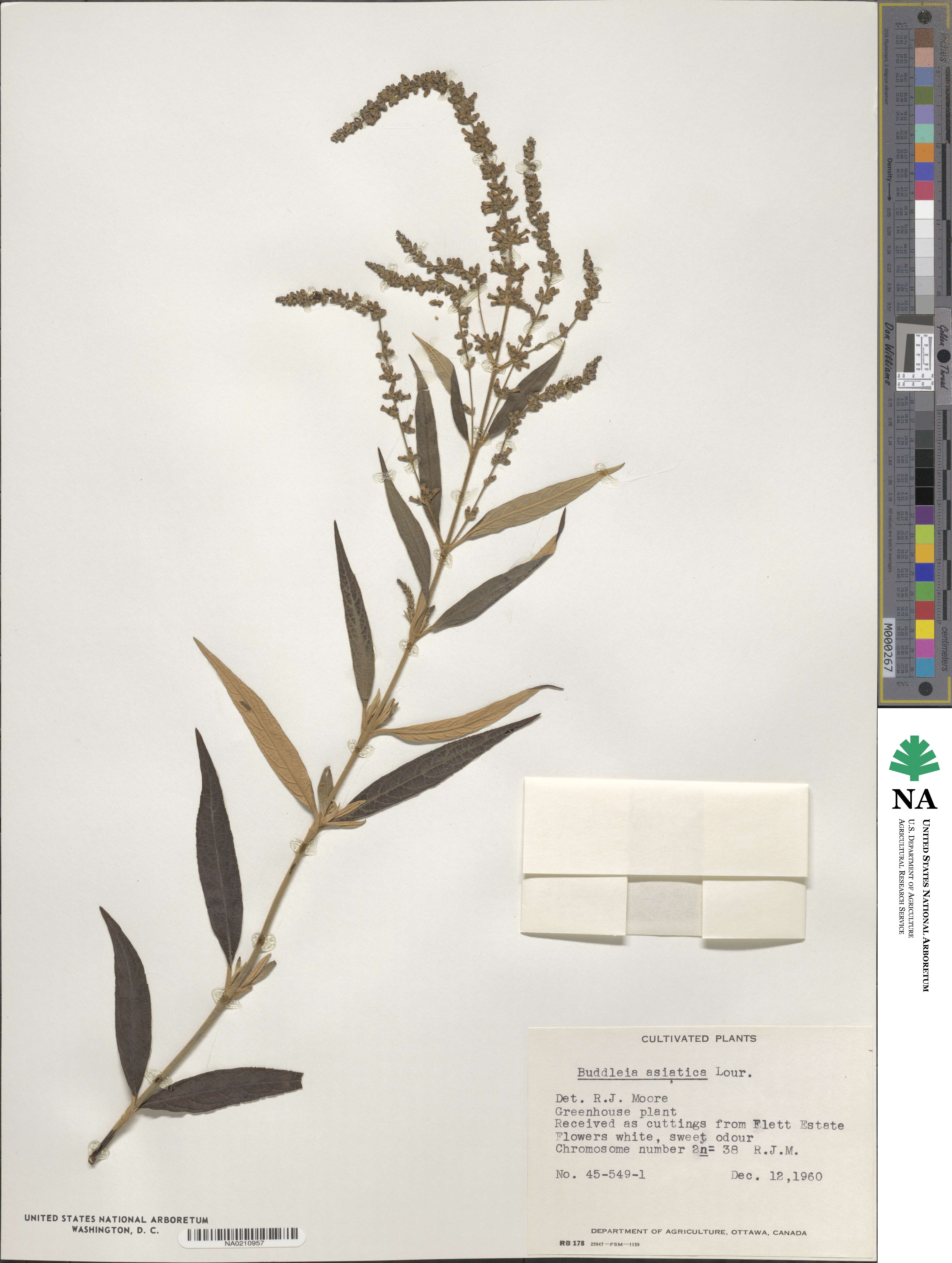 Buddleja asiatica image
