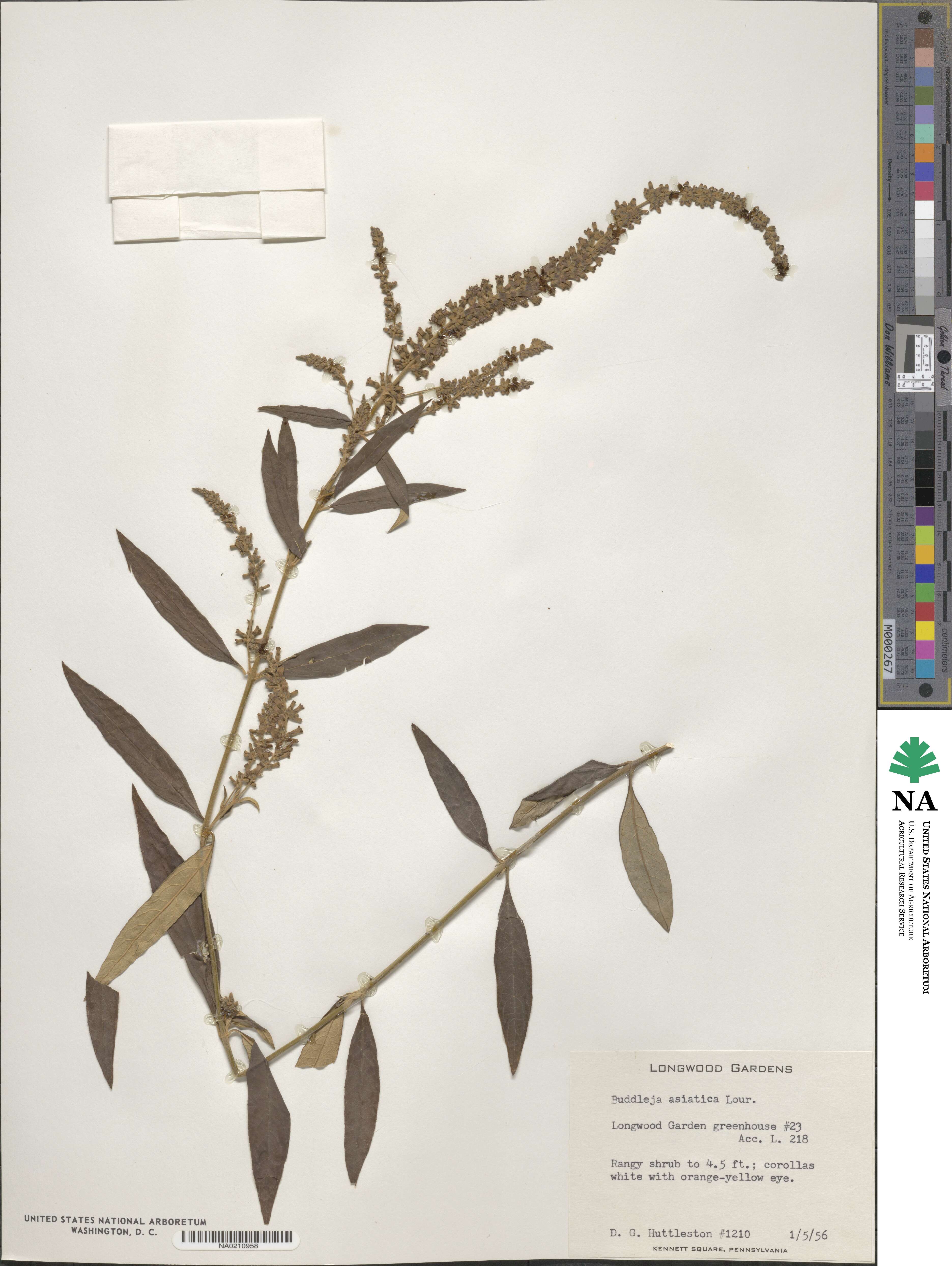 Buddleja asiatica image