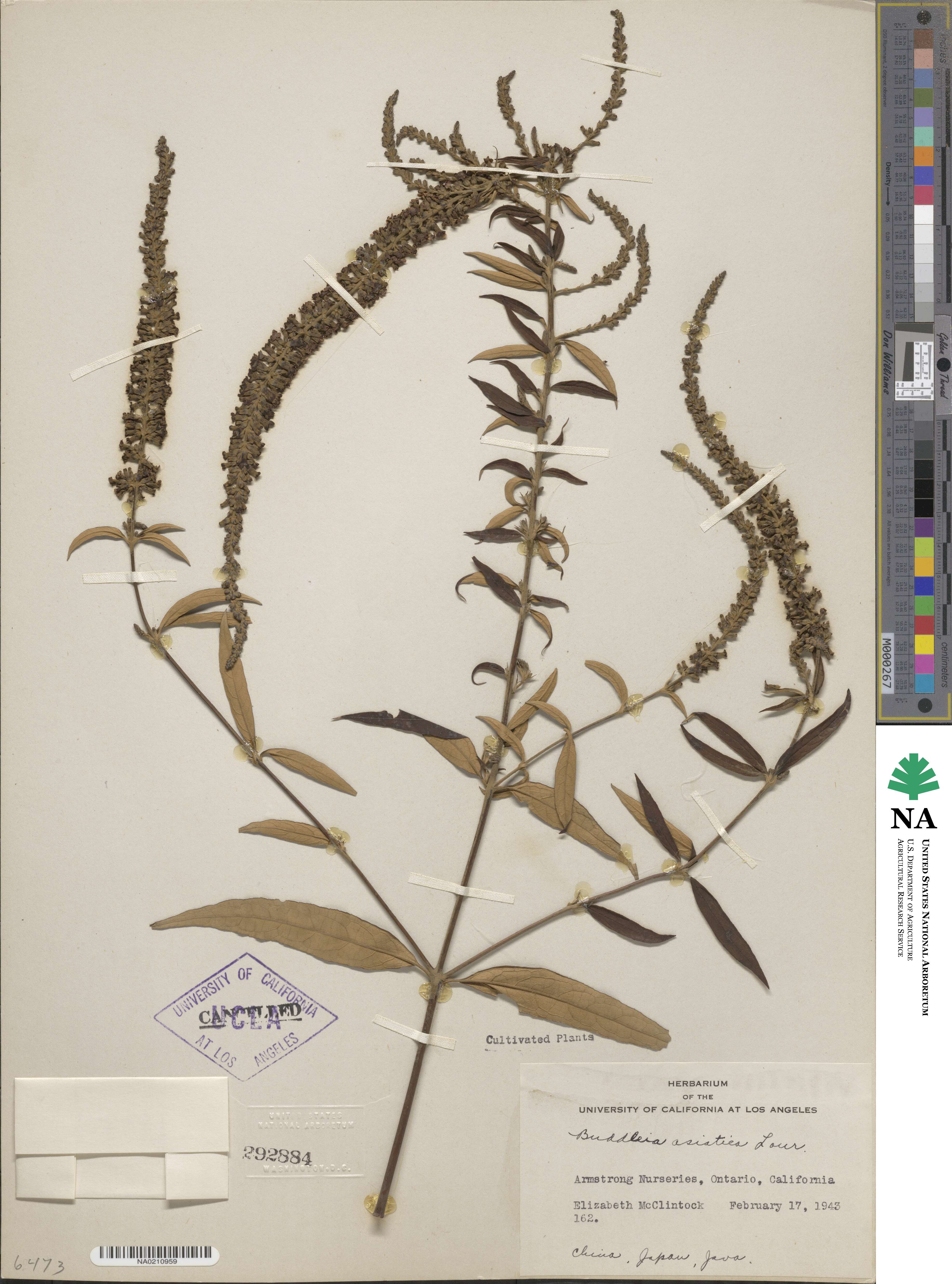 Buddleja asiatica image