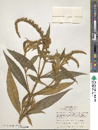 Image of Buddleja candida