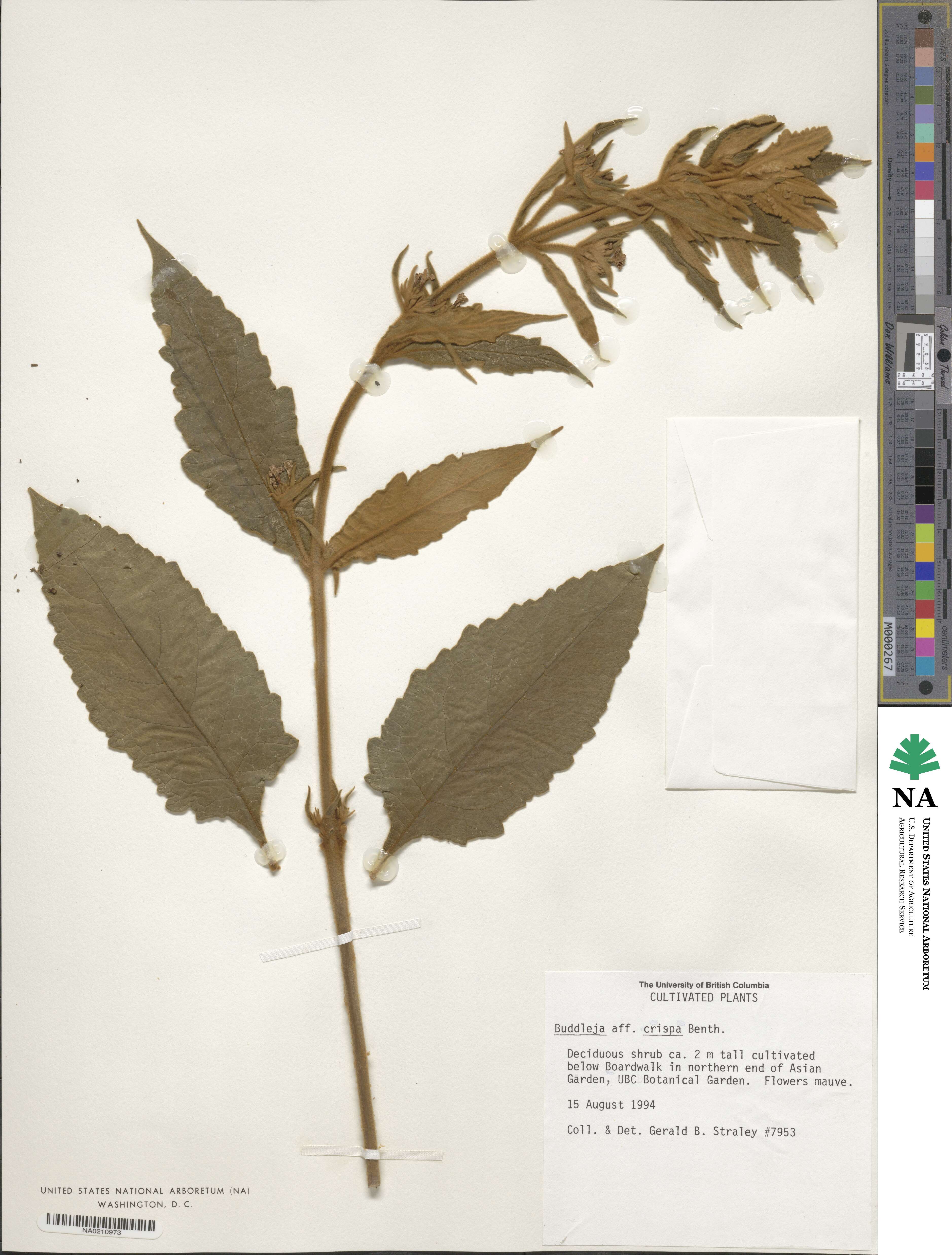 Buddleja crispa image