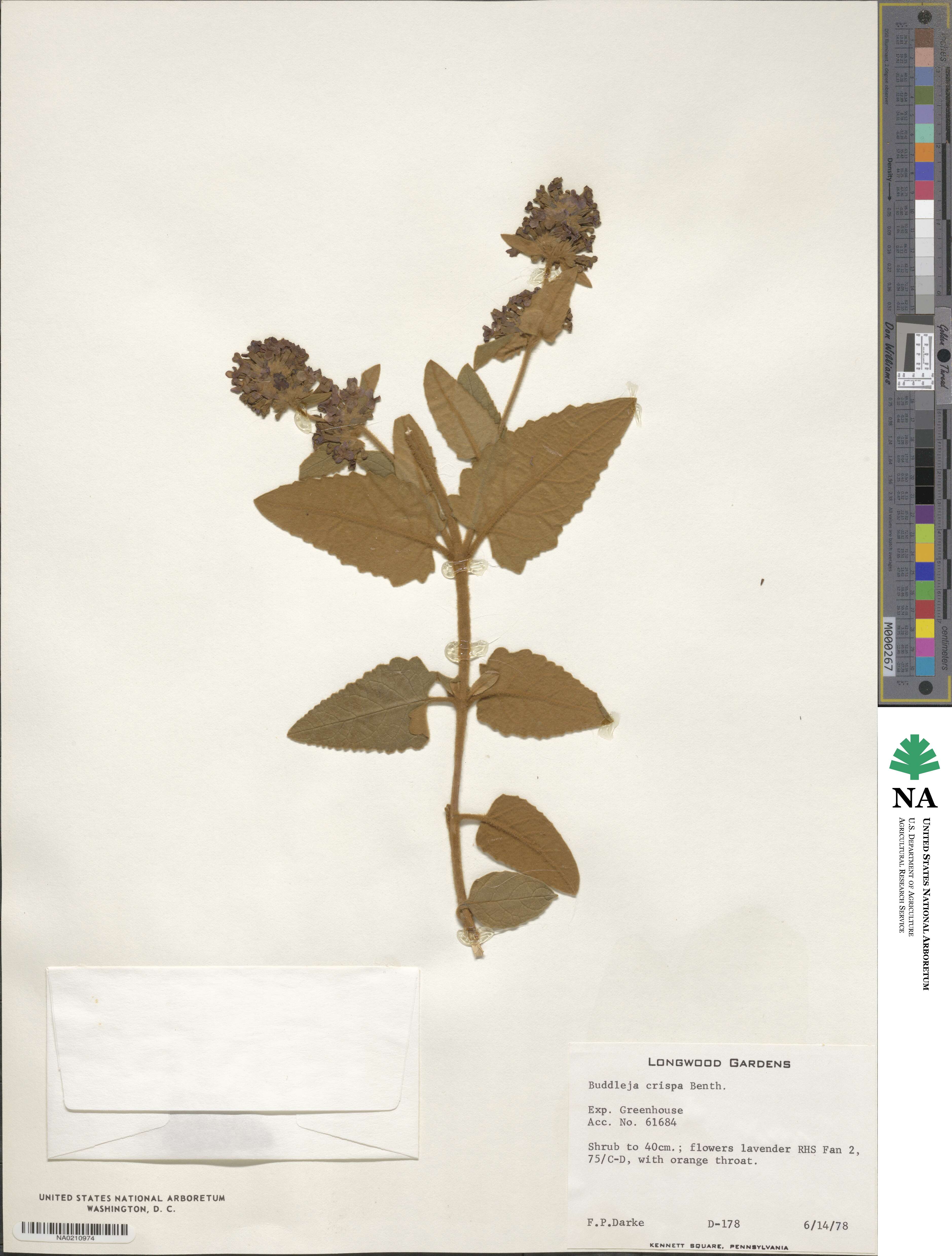 Buddleja crispa image